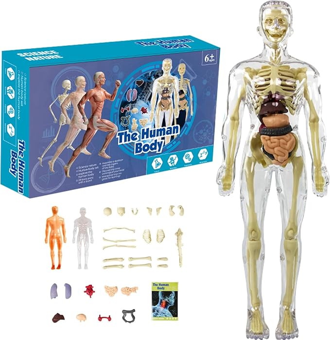 BodyQuest® - Læringsmodel af menneskekroppen til børn - Image 12