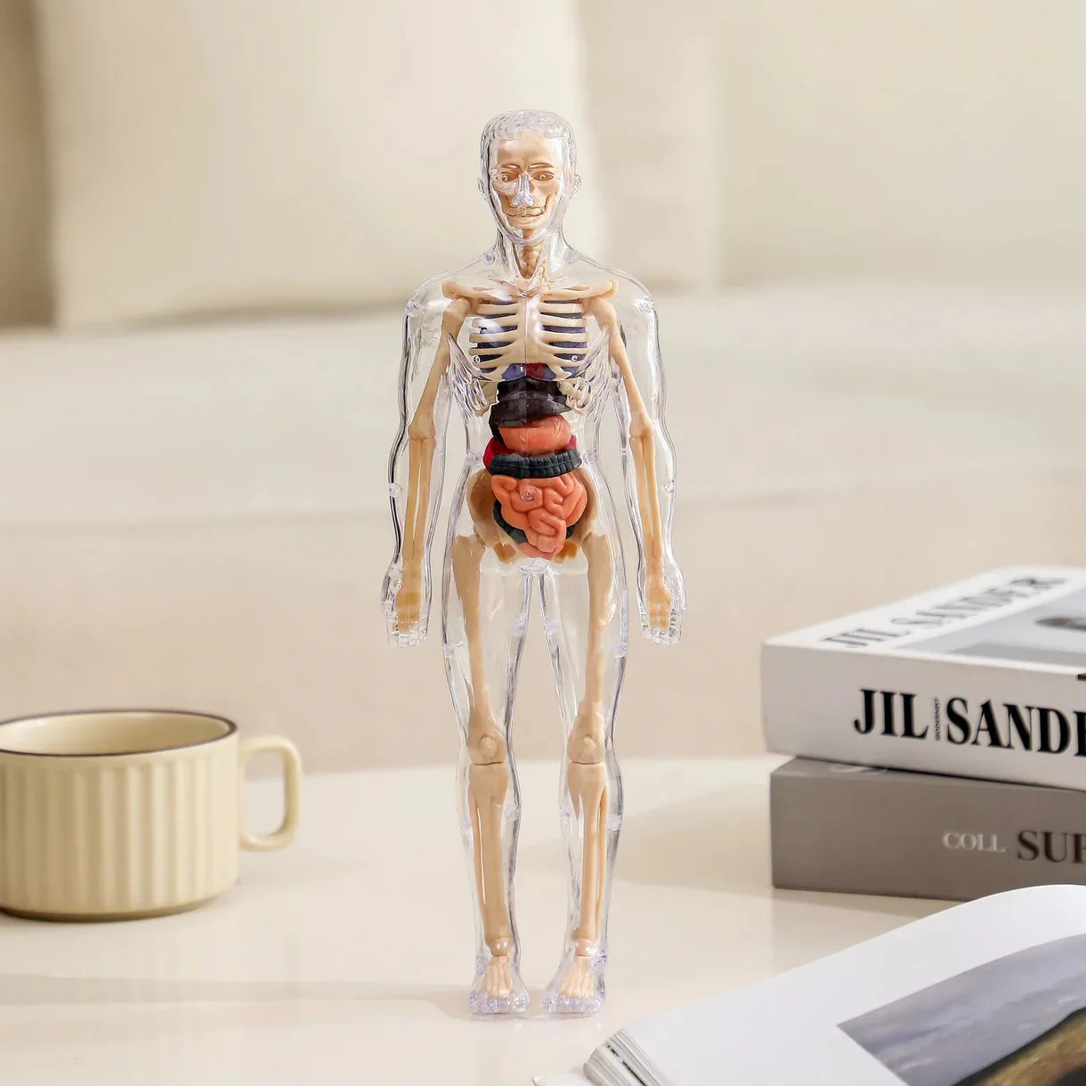 BodyQuest® - Læringsmodel af menneskekroppen til børn - Image 16