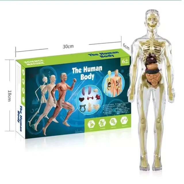 BodyQuest® - Læringsmodel af menneskekroppen til børn - Image 17