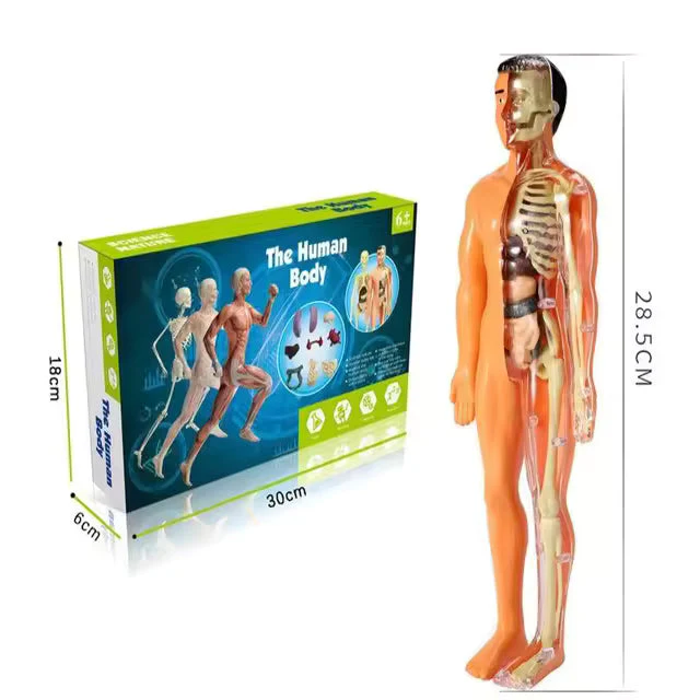 BodyQuest® - Læringsmodel af menneskekroppen til børn - Image 18