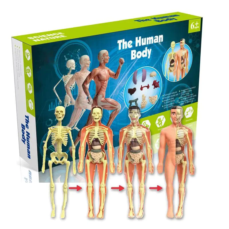 BodyQuest® - Læringsmodel af menneskekroppen til børn - Image 4