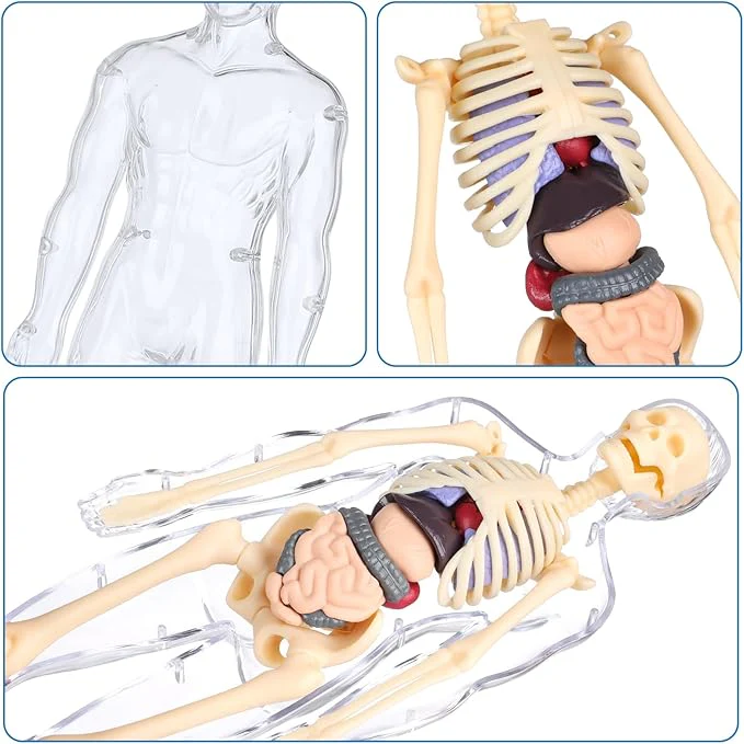 BodyQuest® - Læringsmodel af menneskekroppen til børn - Image 5