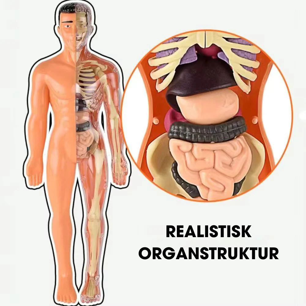 BodyQuest® - Læringsmodel af menneskekroppen til børn - Image 6