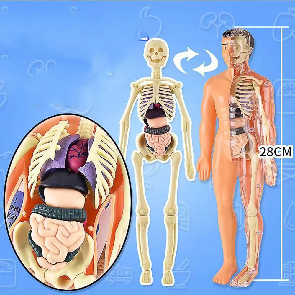 BodyQuest® - Læringsmodel af menneskekroppen til børn - Image 7