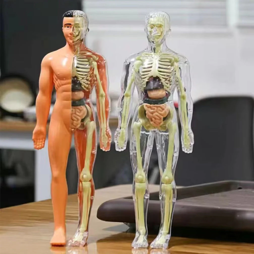 BodyQuest® - Læringsmodel af menneskekroppen til børn - Image 9