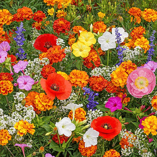 NordicBloom™ – Farverigt Blomstermix med over 60 Sorter (1000 stk.) - Image 10