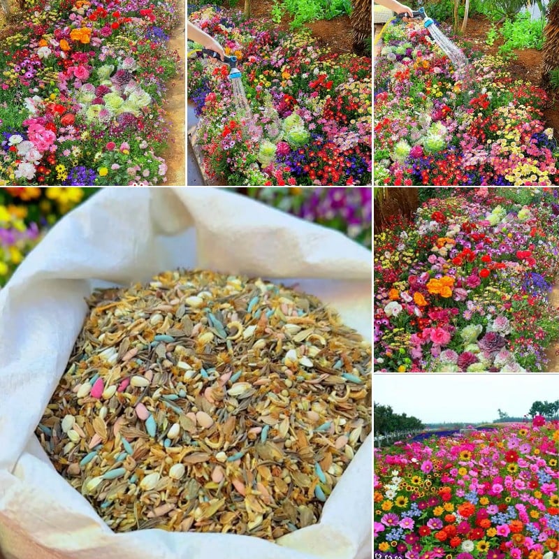 NordicBloom™ – Farverigt Blomstermix med over 60 Sorter (1000 stk.) - Image 2