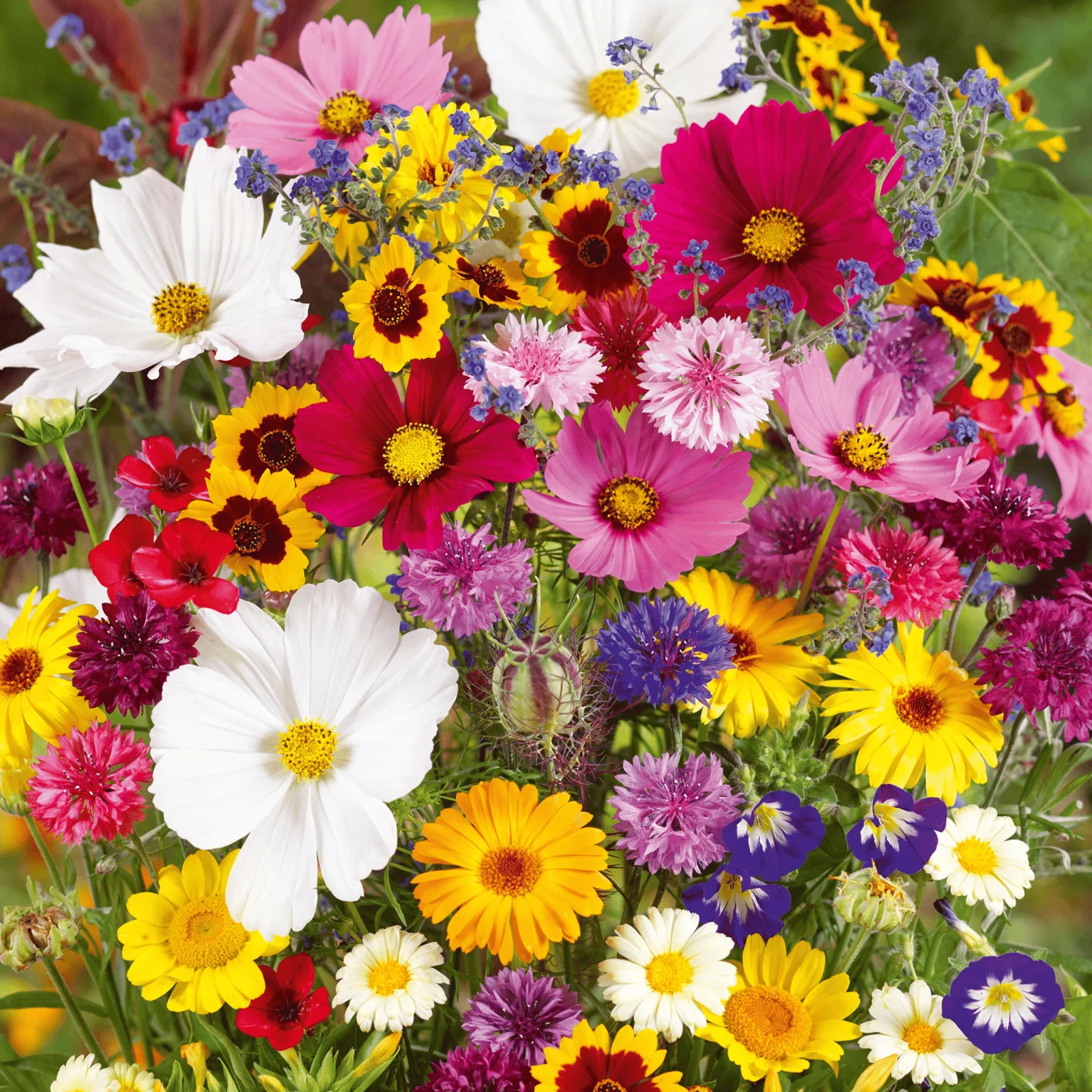 NordicBloom™ – Farverigt Blomstermix med over 60 Sorter (1000 stk.) - Image 4