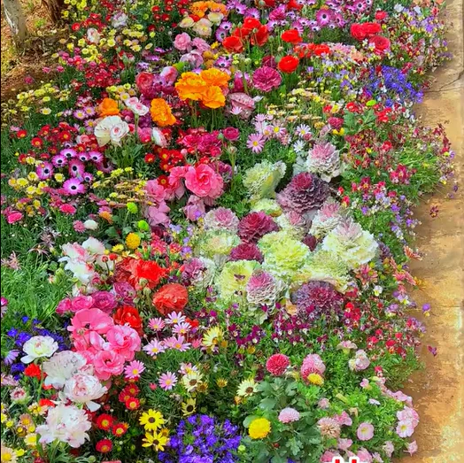 NordicBloom™ – Farverigt Blomstermix med over 60 Sorter (1000 stk.) - Image 5
