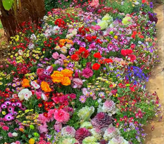 NordicBloom™ – Farverigt Blomstermix med over 60 Sorter (1000 stk.) - Image 6