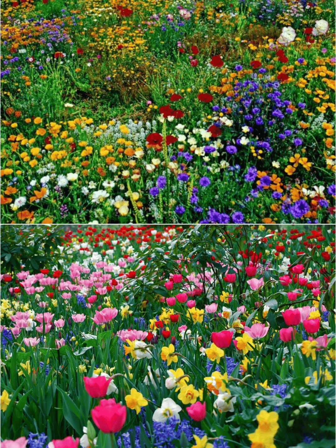 NordicBloom™ – Farverigt Blomstermix med over 60 Sorter (1000 stk.) - Image 8