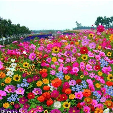 NordicBloom™ – Farverigt Blomstermix med over 60 Sorter (1000 stk.) - Image 9