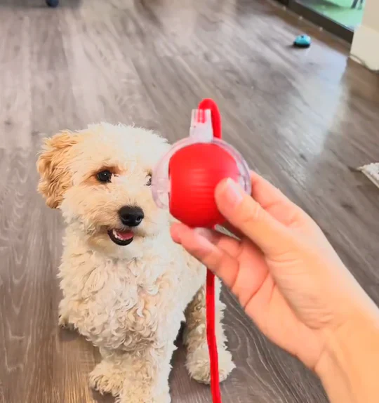 PoteBold™ | Interaktiv legebold til hunde og katte - Image 6